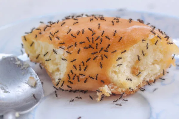 How to get rid of sugar ants