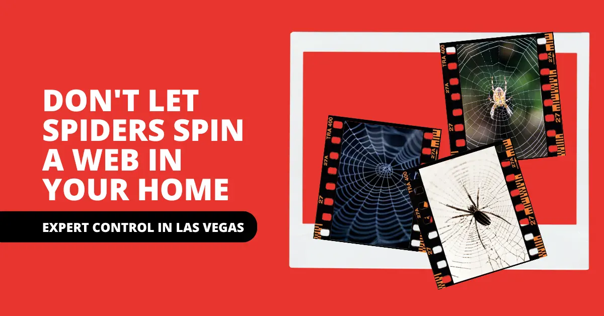 Don't Let Spiders Spin a Web in Your Home: Expert Control in Las Vegas
