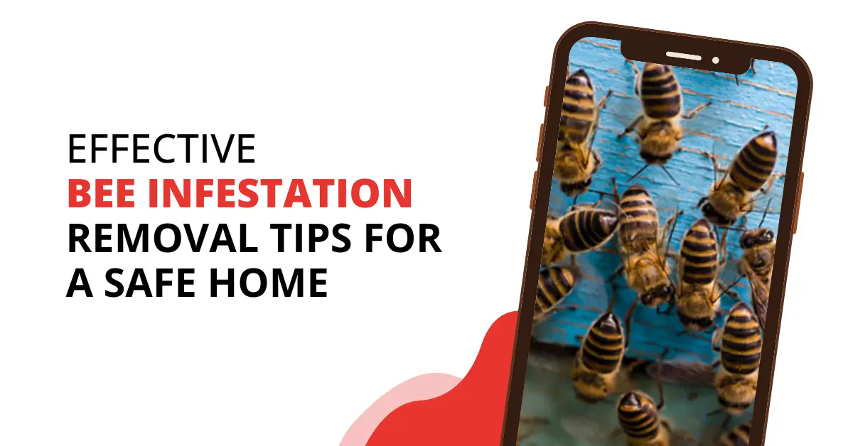 Effective Bee Infestation Removal Tips for a Safe Home