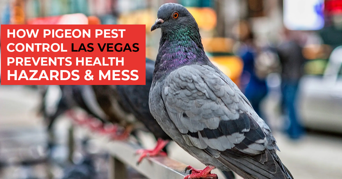 How Pigeon Pest Control Las Vegas Prevents Health Hazards and Mess