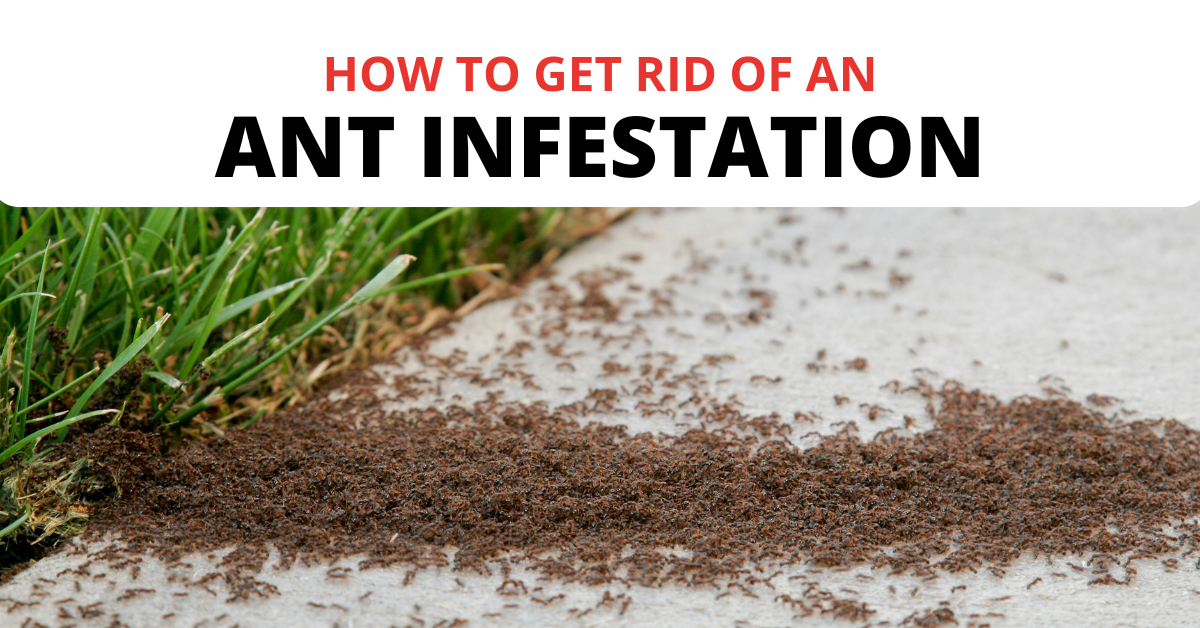 How To Get Rid Of An Ant Infestation?