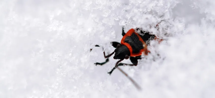 How to keep bugs away during the winter in Las Vegas