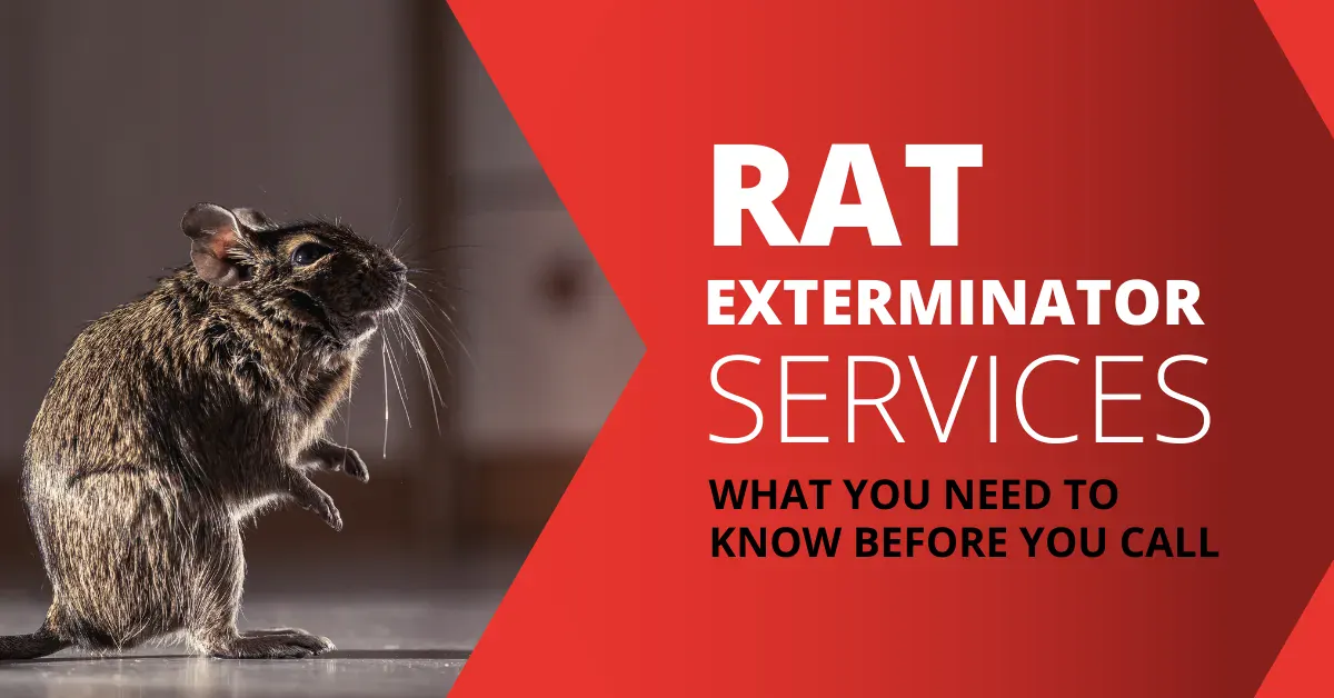 Rat Exterminator Services: What You Need to Know Before You Call