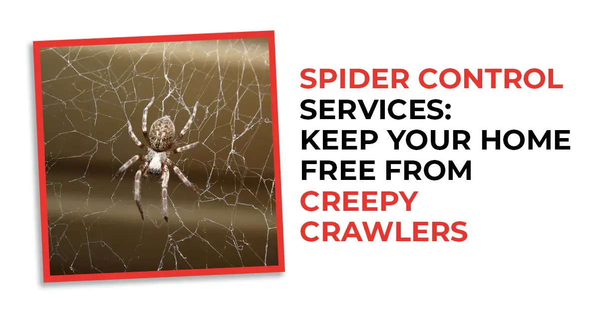 Spider Control Services: Keep Your Home Free from Creepy Crawlers