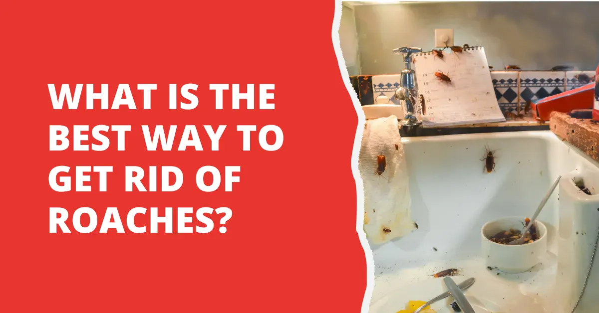 Best Ways to Get Rid of Roaches