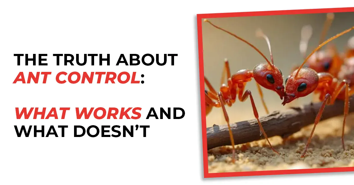 The Truth About Ant Control – What Works & What Doesn’t