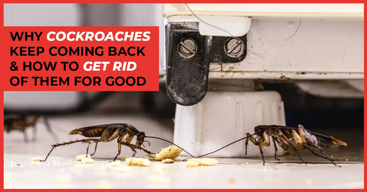 Why Cockroaches Keep Coming Back & How to Get Rid of Them for Good