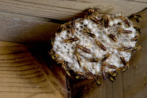 Bees & Wasp Control in Las Vegas