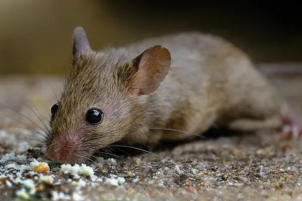 Mice & Rat Exterminator in Las Vegas