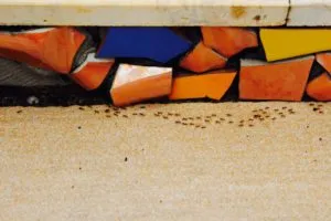ant trail