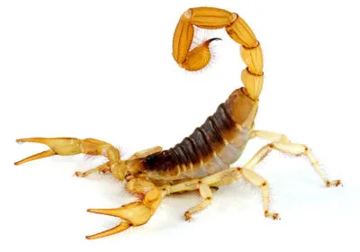 Desert Hairy Scorpion - Las Vegas Scorpion Pest Control