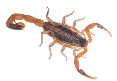 Bark Scorpion - Las Vegas Scorpion Pest Control