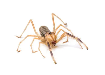 Camel Spider