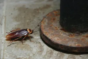 Cockroach Extermination