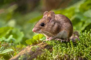 rat in field
