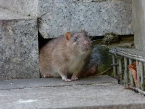 the norway rat