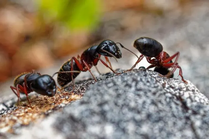 Las Vegas Scorpion Pest Control