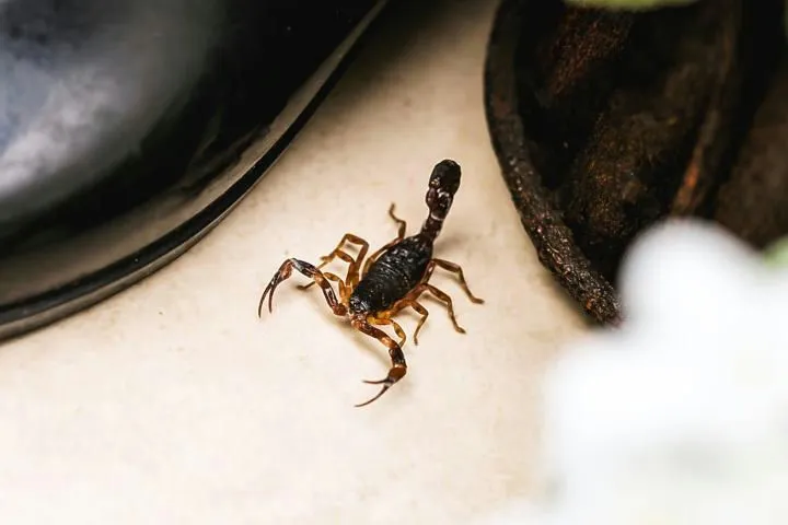Las Vegas Scorpion Pest Control