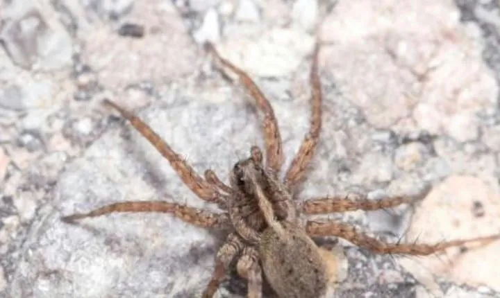 Las Vegas Scorpion Pest Control
